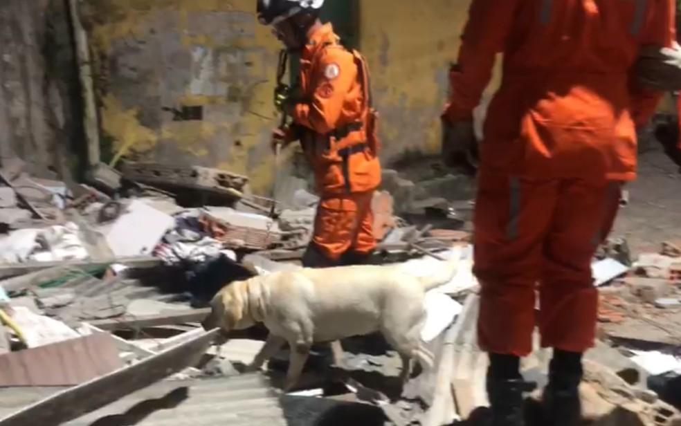 Cachorros do Corpo de Bombeiros fazem buscas no local Foto Corpo de Bombeiros