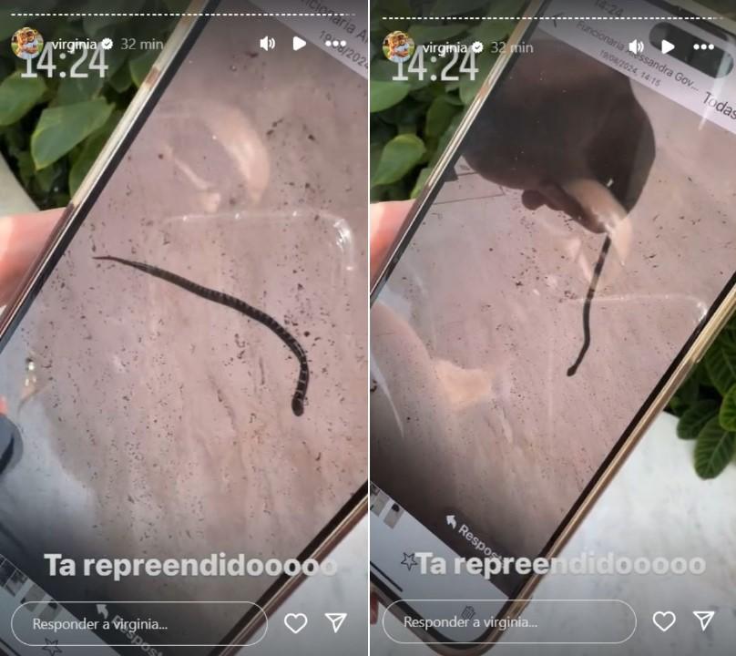 Virginia mostra cobra encontrada em manso - Reproduo Instagram