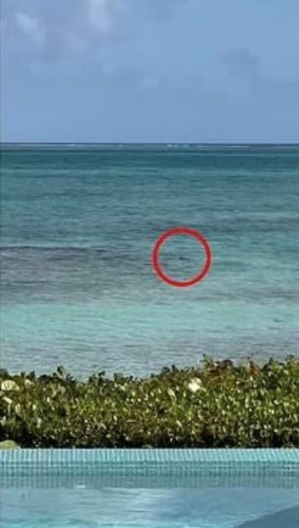 Tubaro que teria atacado turista em Turks e Caicos Foto ReproduoX
