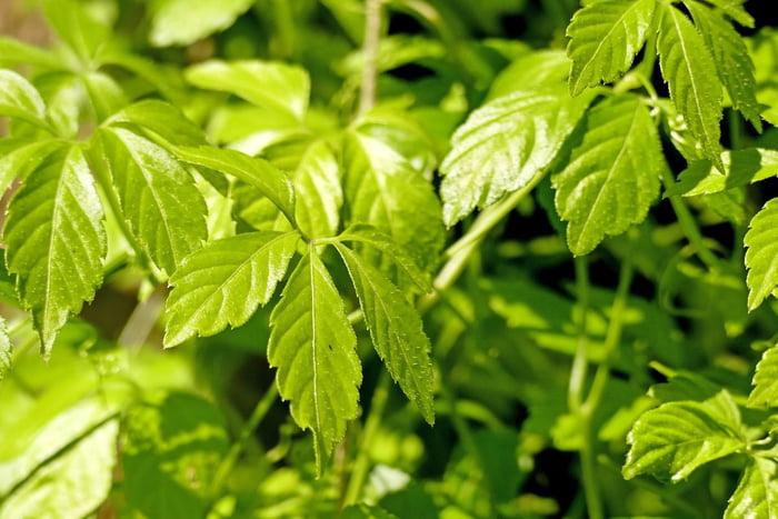 Foto colorida da jiaogulan conhecida como planta da imortalidade - Metrpoles